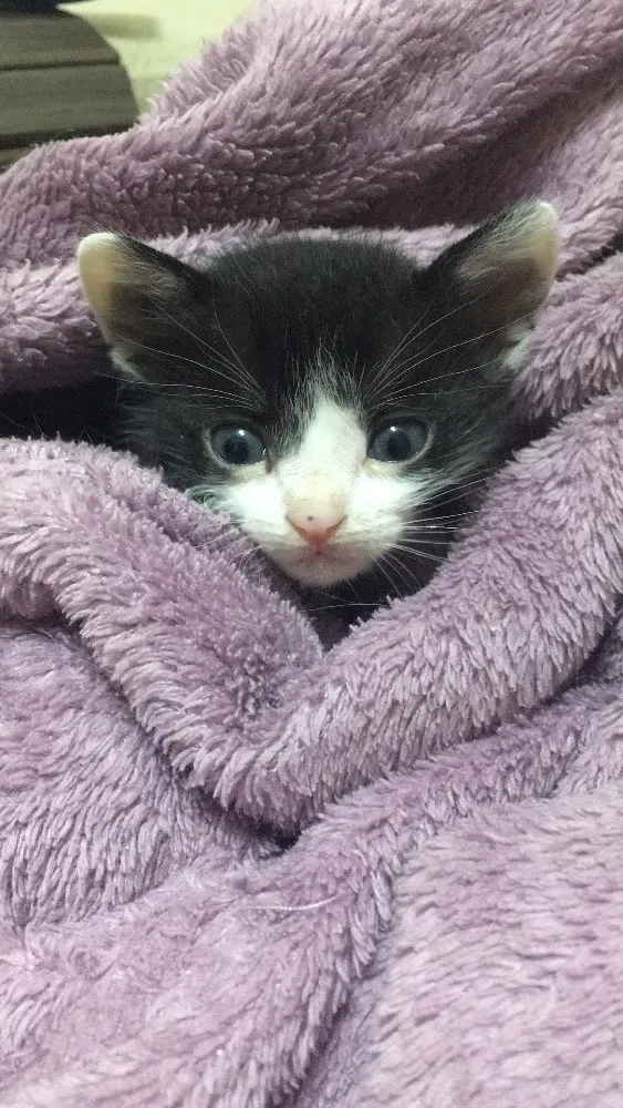 Gato ra a SRD idade  nome Pérola 