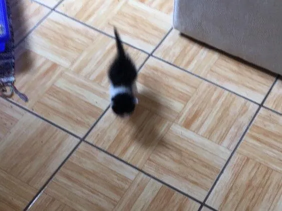 Gato ra a SRD idade  nome Pérola 