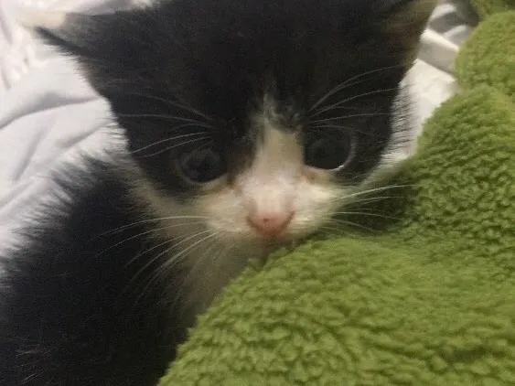 Gato ra a SRD idade  nome Pérola 