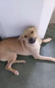 Magaiver