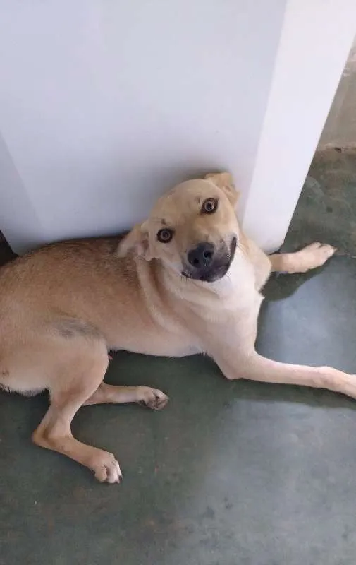 Cachorro ra a  idade 7 a 11 meses nome Magaiver