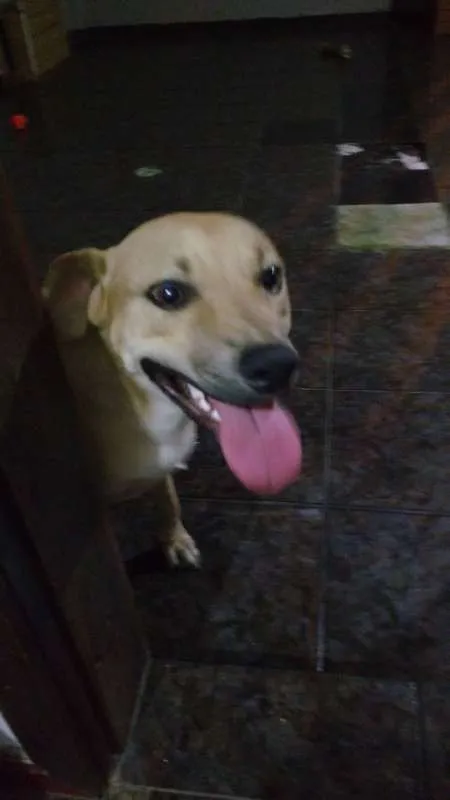 Cachorro ra a  idade 7 a 11 meses nome Magaiver