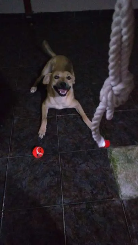 Cachorro ra a  idade 7 a 11 meses nome Magaiver