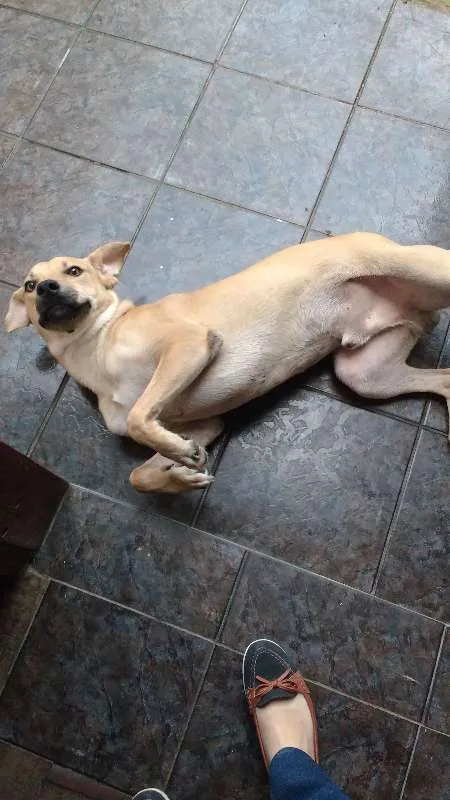 Cachorro ra a  idade 7 a 11 meses nome Magaiver