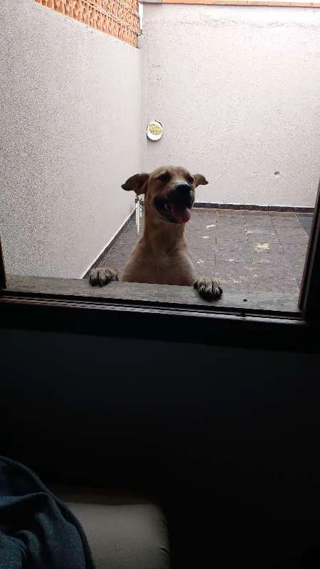 Cachorro ra a  idade 7 a 11 meses nome Magaiver