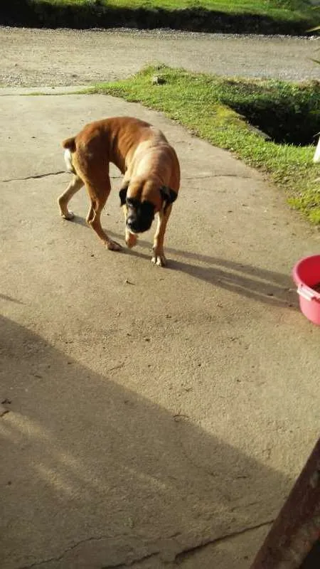 Cachorro ra a Boxer idade 1 ano nome Boxer