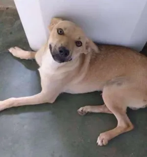 Cachorro raça  idade 7 a 11 meses nome Magaiver