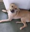 Cachorro raça  idade 7 a 11 meses nome Magaiver