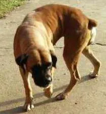 Cachorro raça Boxer idade 1 ano nome Boxer