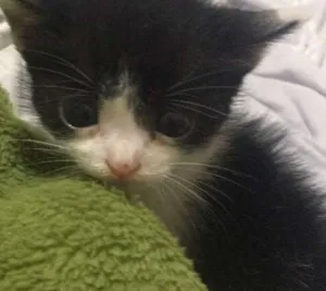 Gato raça SRD idade  nome Pérola 