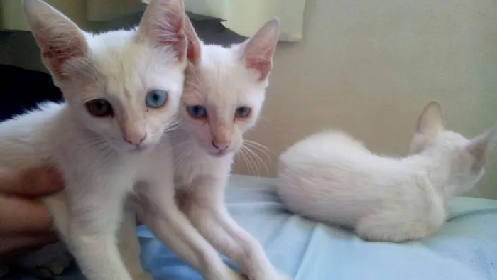 Gato ra a sem idade 2 a 6 meses nome --