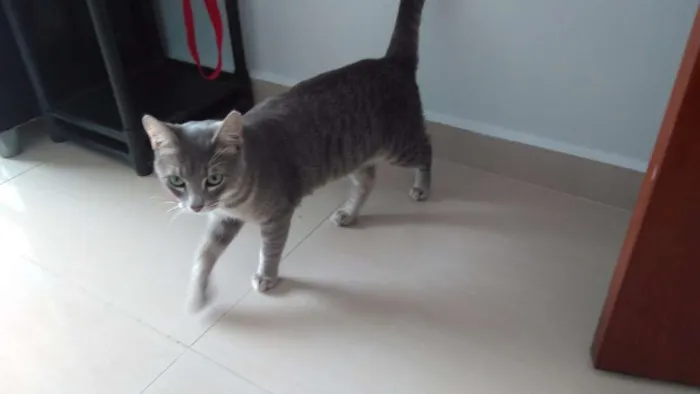 Gato ra a Sem raça definida idade 7 a 11 meses nome Tom