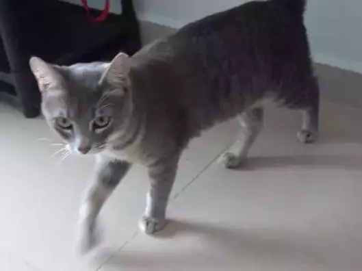 Gato ra a Sem raça definida idade 7 a 11 meses nome Tom