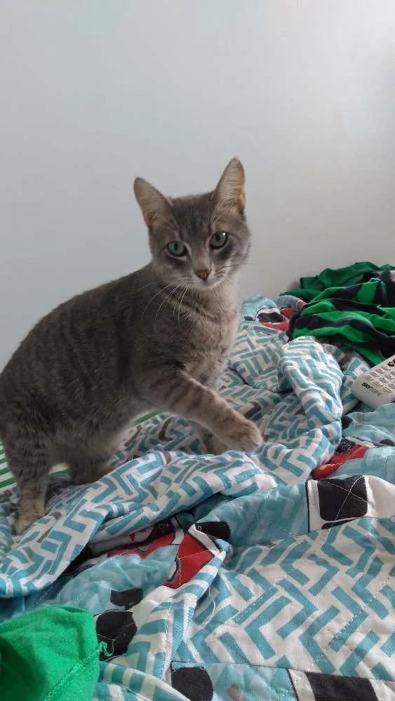 Gato ra a Sem raça definida idade 7 a 11 meses nome Tom