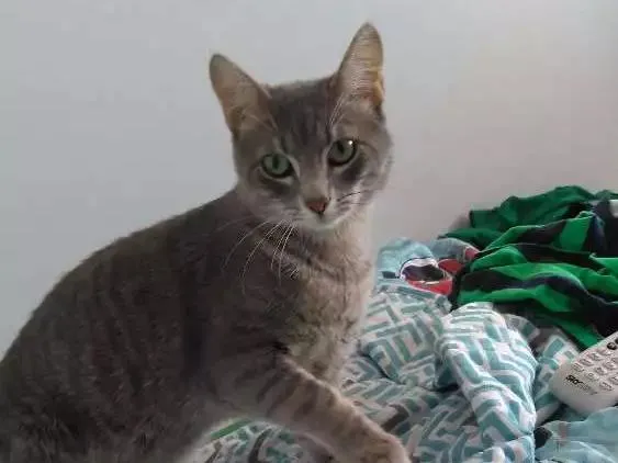 Gato ra a Sem raça definida idade 7 a 11 meses nome Tom