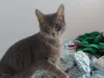 Tom