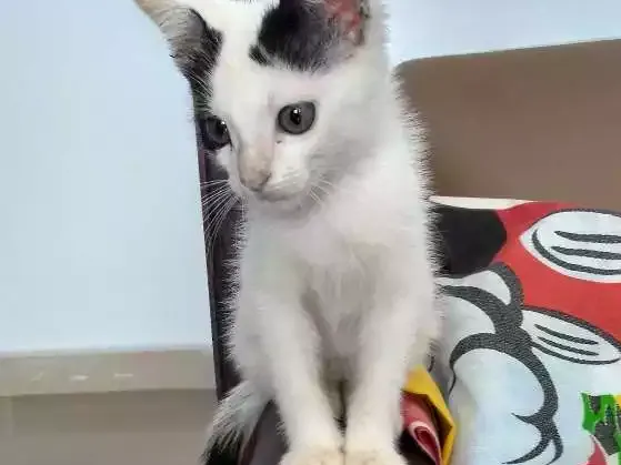 Gato ra a Sem raça definida idade 2 a 6 meses nome Tutti