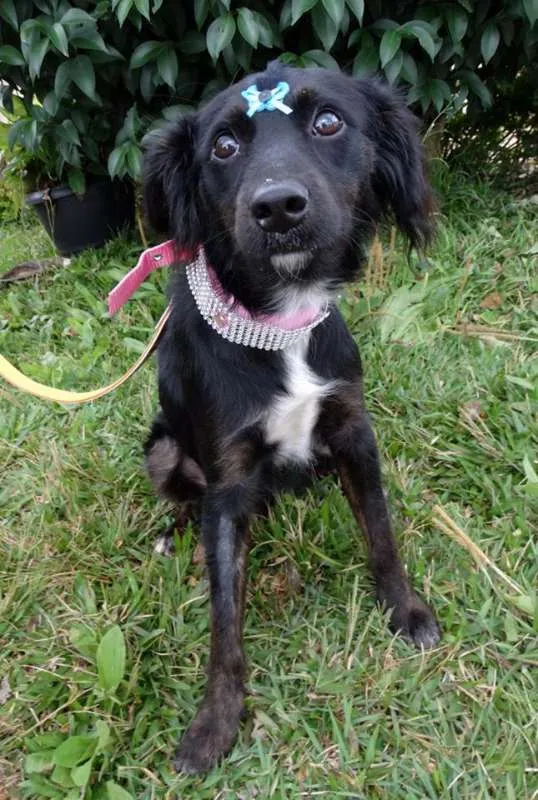 Cachorro ra a SRD idade 7 a 11 meses nome Bia