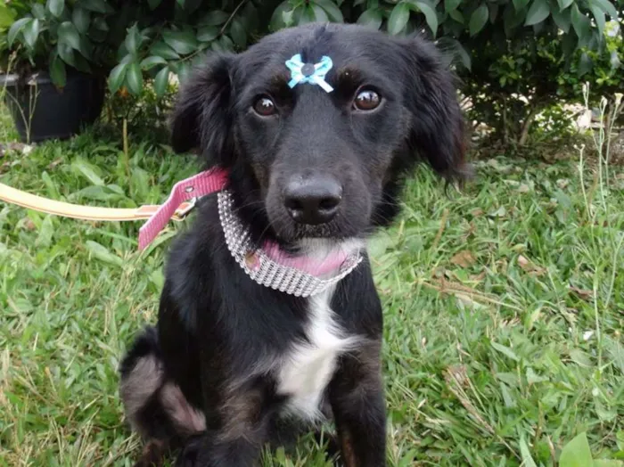 Cachorro ra a SRD idade 7 a 11 meses nome Bia