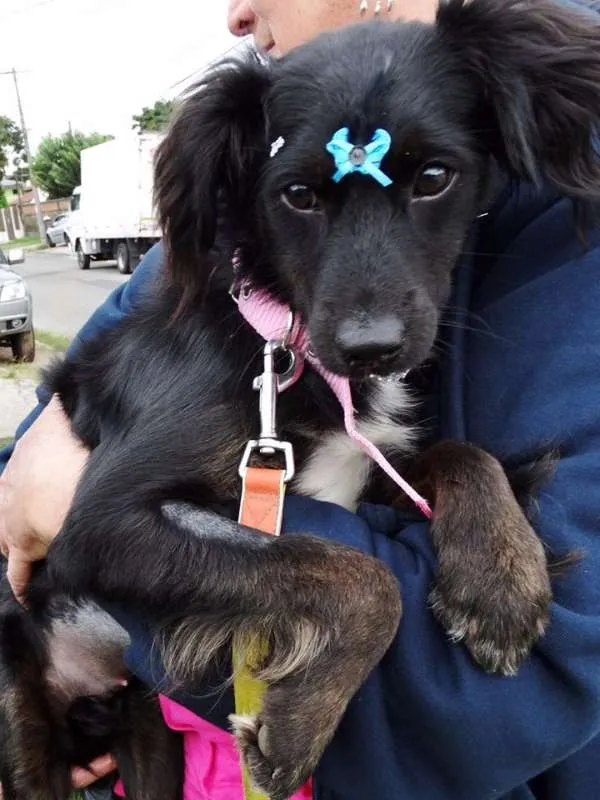 Cachorro ra a SRD idade 7 a 11 meses nome Bia
