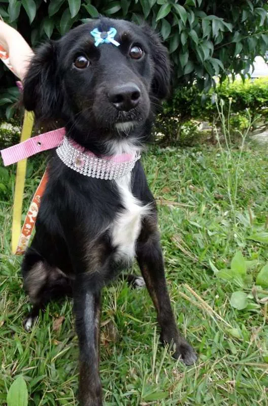 Cachorro ra a SRD idade 7 a 11 meses nome Bia
