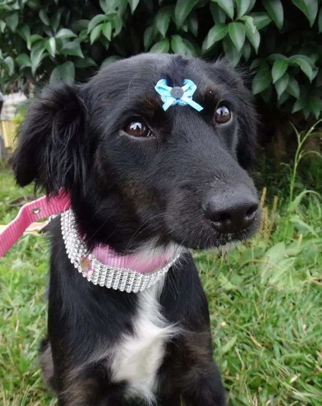 Cachorro ra a SRD idade 7 a 11 meses nome Bia