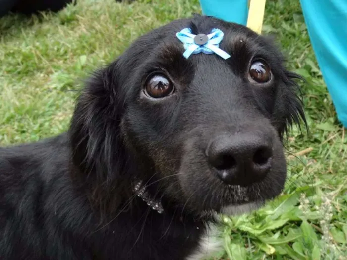 Cachorro ra a SRD idade 7 a 11 meses nome Bia
