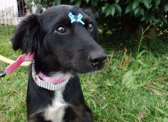 Cachorro ra a SRD idade 7 a 11 meses nome Bia
