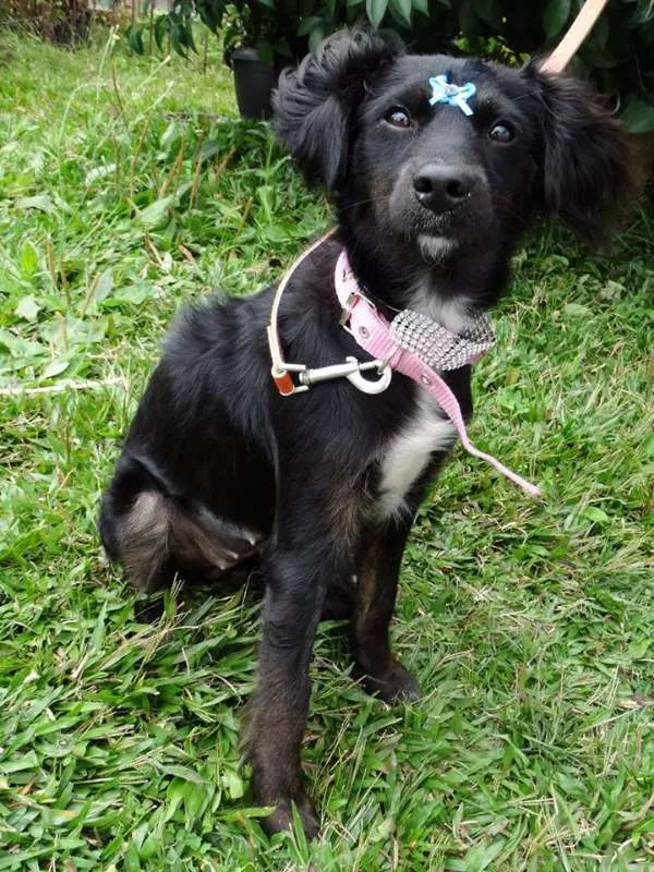 Cachorro ra a SRD idade 7 a 11 meses nome Bia