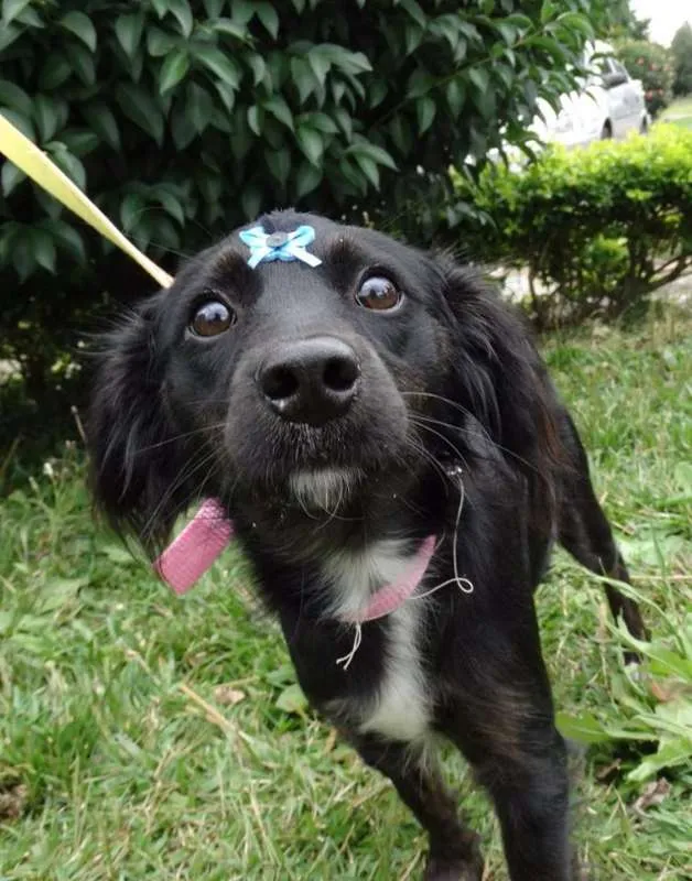 Cachorro ra a SRD idade 7 a 11 meses nome Bia
