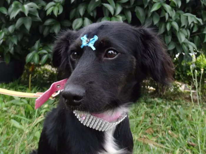 Cachorro ra a SRD idade 7 a 11 meses nome Bia