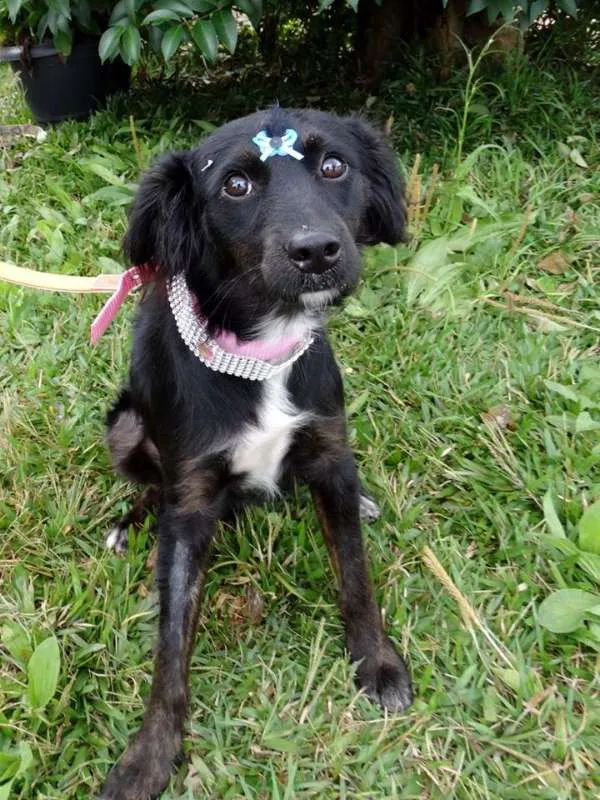 Cachorro ra a SRD idade 7 a 11 meses nome Bia