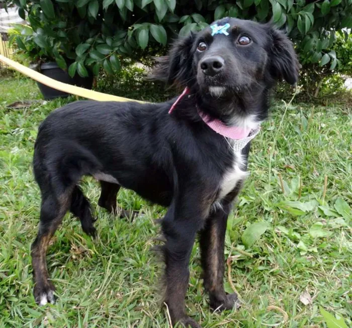 Cachorro ra a SRD idade 7 a 11 meses nome Bia