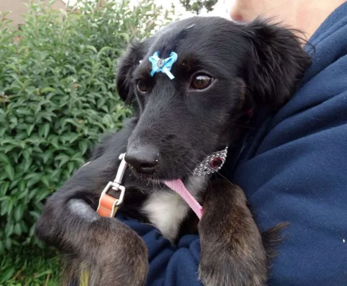 Cachorro ra a SRD idade 7 a 11 meses nome Bia