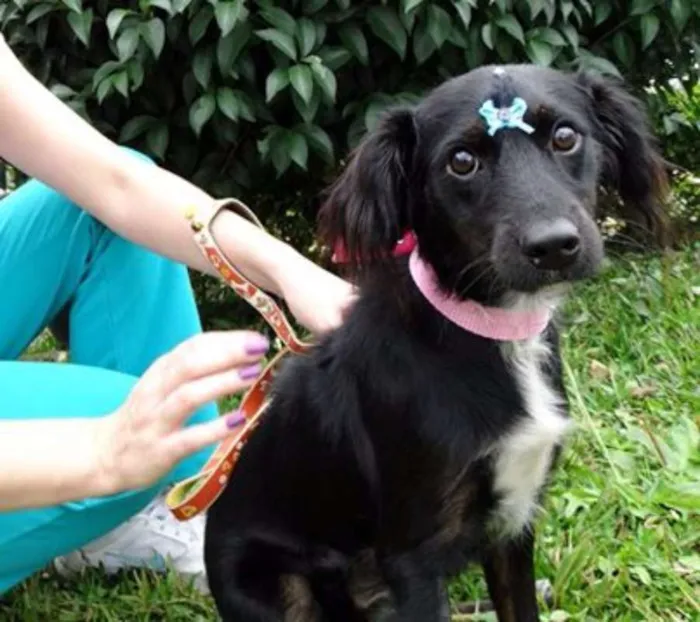 Cachorro ra a SRD idade 7 a 11 meses nome Bia