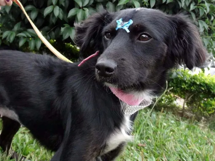 Cachorro ra a SRD idade 7 a 11 meses nome Bia