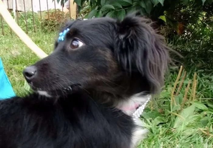 Cachorro ra a SRD idade 7 a 11 meses nome Bia