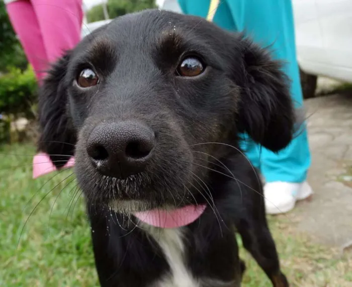Cachorro ra a SRD idade 7 a 11 meses nome Bia