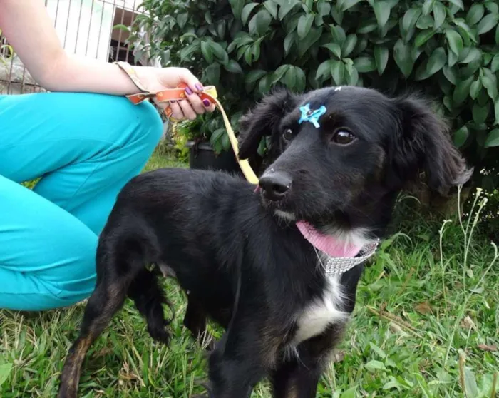 Cachorro ra a SRD idade 7 a 11 meses nome Bia