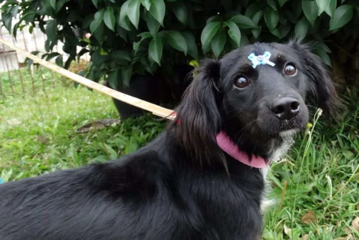 Cachorro ra a SRD idade 7 a 11 meses nome Bia