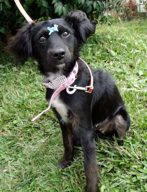 Cachorro ra a SRD idade 7 a 11 meses nome Bia