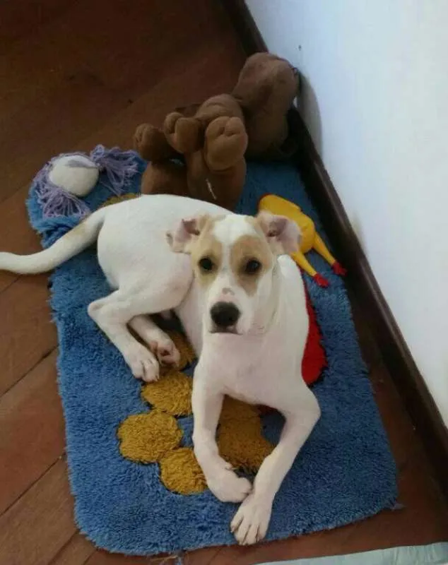Cachorro ra a SRD idade 2 a 6 meses nome Polaquinho