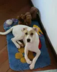 Polaquinho