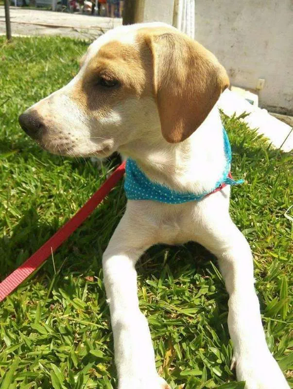 Cachorro ra a SRD idade 2 a 6 meses nome Polaquinho