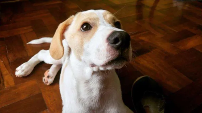 Cachorro ra a SRD idade 2 a 6 meses nome Polaquinho