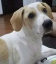 Polaquinho