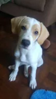 Polaquinho