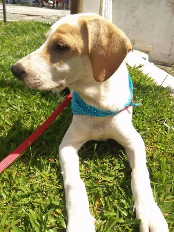 Cachorro ra a SRD idade 2 a 6 meses nome Polaquinho