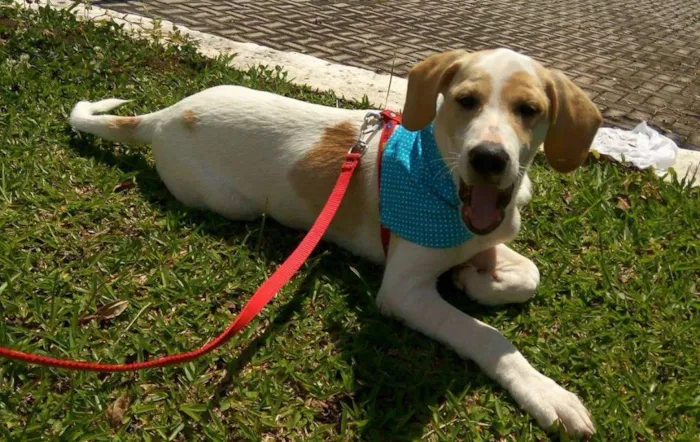 Cachorro ra a SRD idade 2 a 6 meses nome Polaquinho