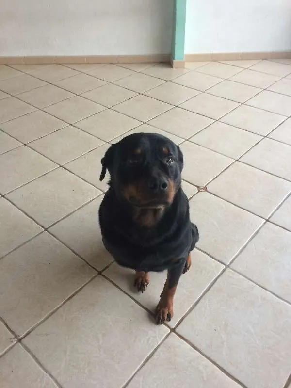 Cachorro ra a Rottweiler idade 6 ou mais anos nome urso